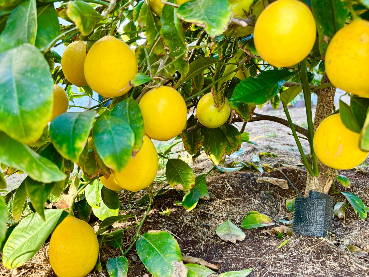 111 McCurry Street Wheatland, CA 95692 - Photo 52 of 55