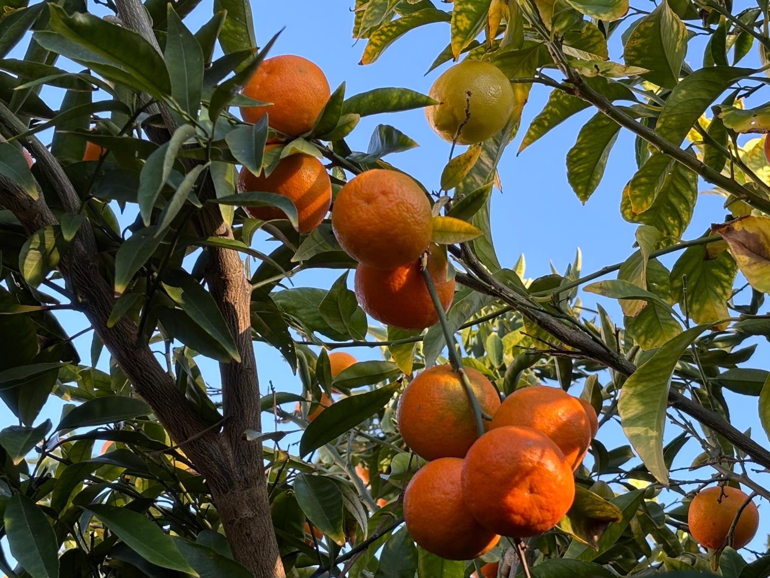 111 McCurry Street Wheatland, CA 95692 - Photo 53 of 55