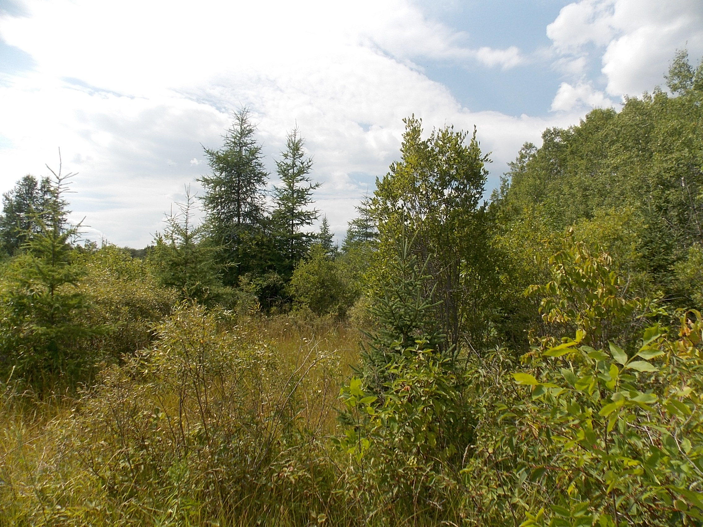Page Road Afton, MI 49705 - Photo 9 of 14 Gallery Image 9