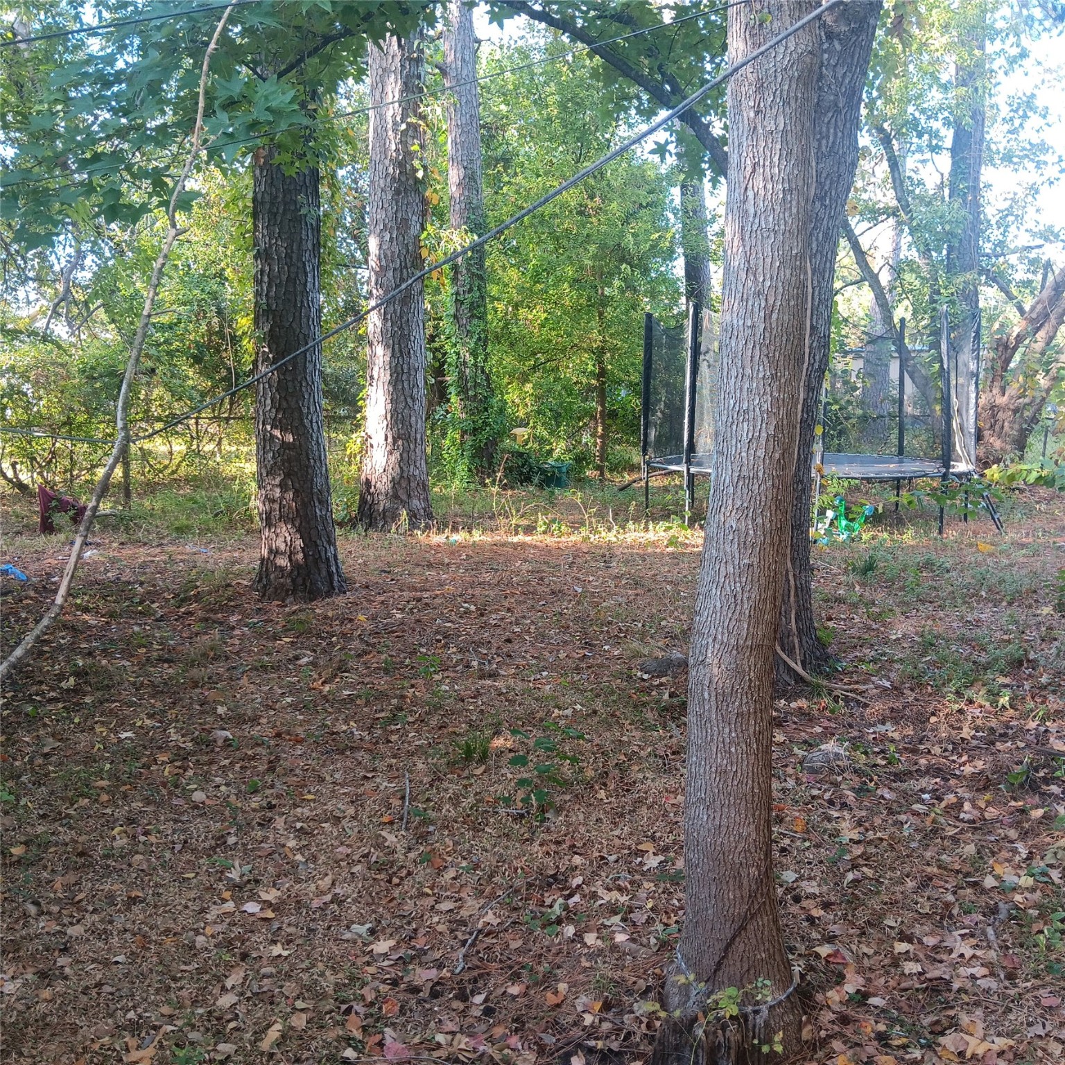 6414 Mohawk Street Houston, TX 77016 - Photo 4 of 6 a view of a tree in the forest