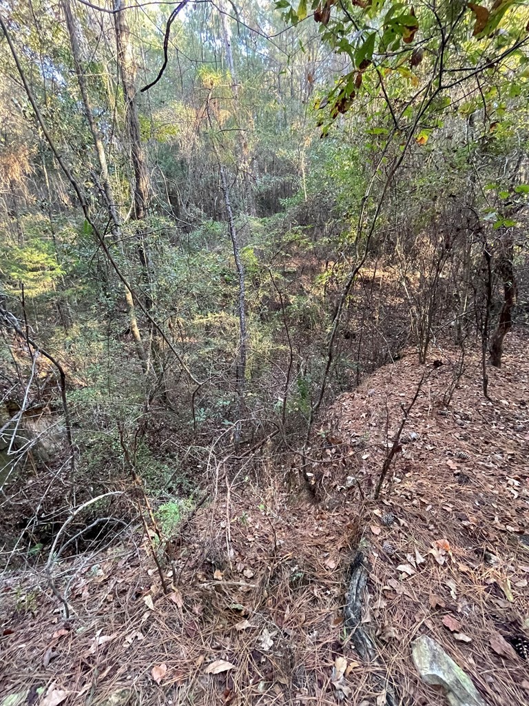 0 Bill Yance Road Webb, AL 36376 - Photo 4 of 15
