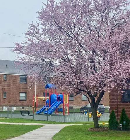 a view of a park with large trees