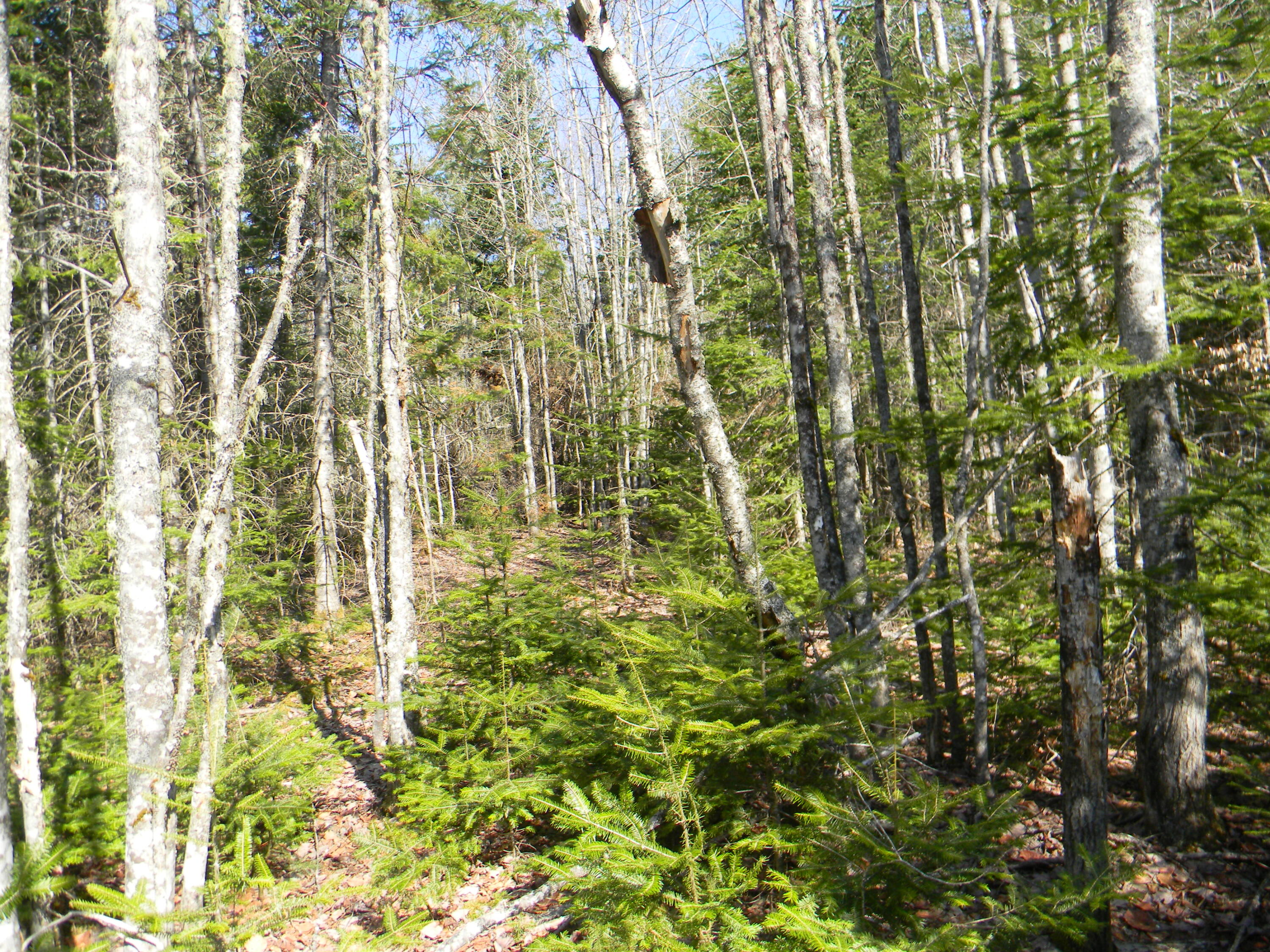 0 Lot Pease Map 4 Road Cambridge, ME 04923 - Photo 7 of 9 DSCN6063