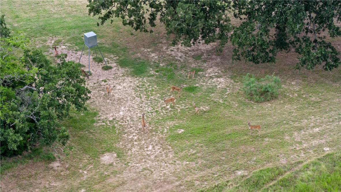 8166 Riley Road Bryan, TX 77808 - Photo 8 of 47 a backyard of a house with lots of green space