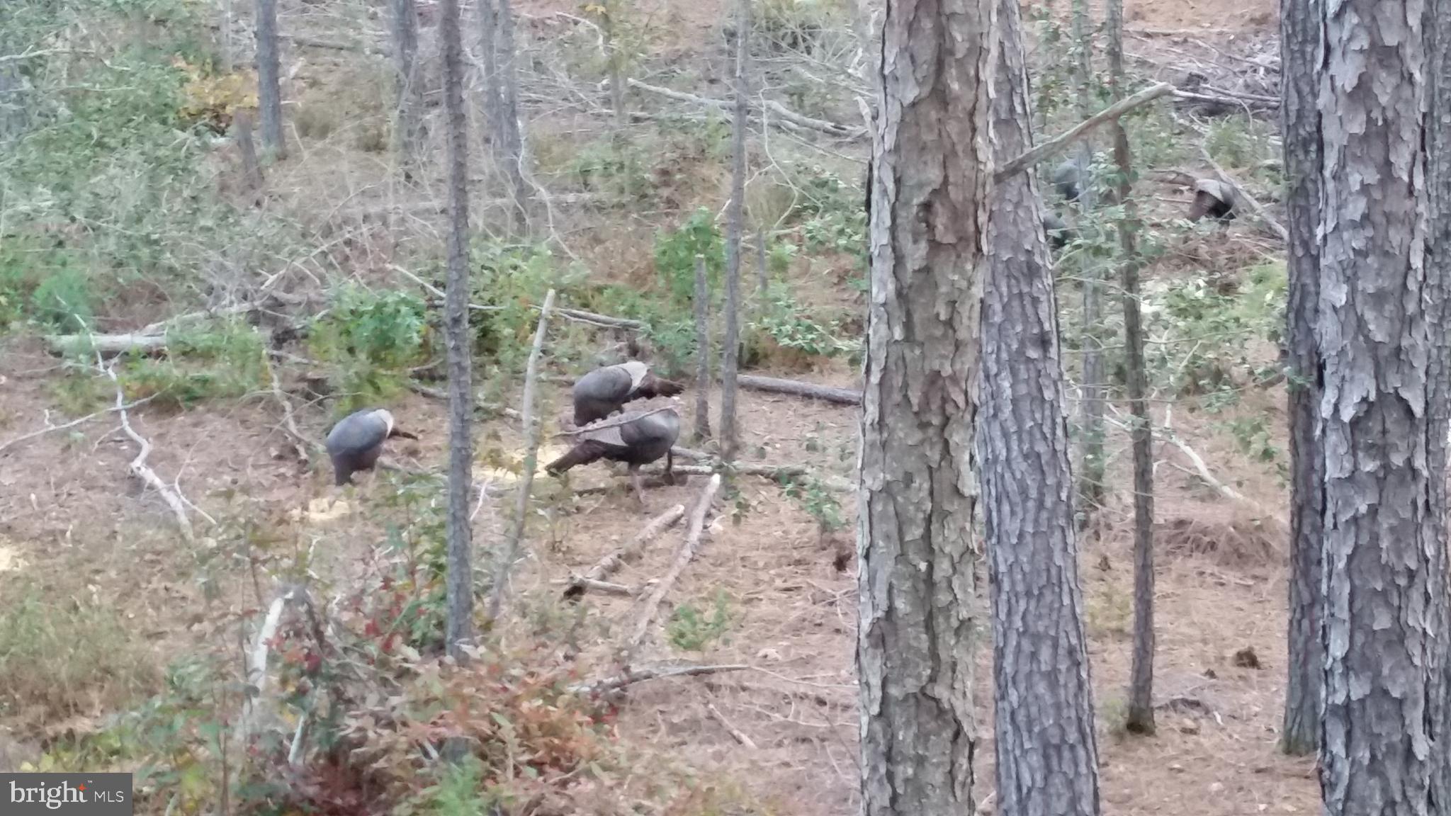 Fresh Pond Neck Road Scotland, MD 20687 - Photo 6 of 10 a view of forest