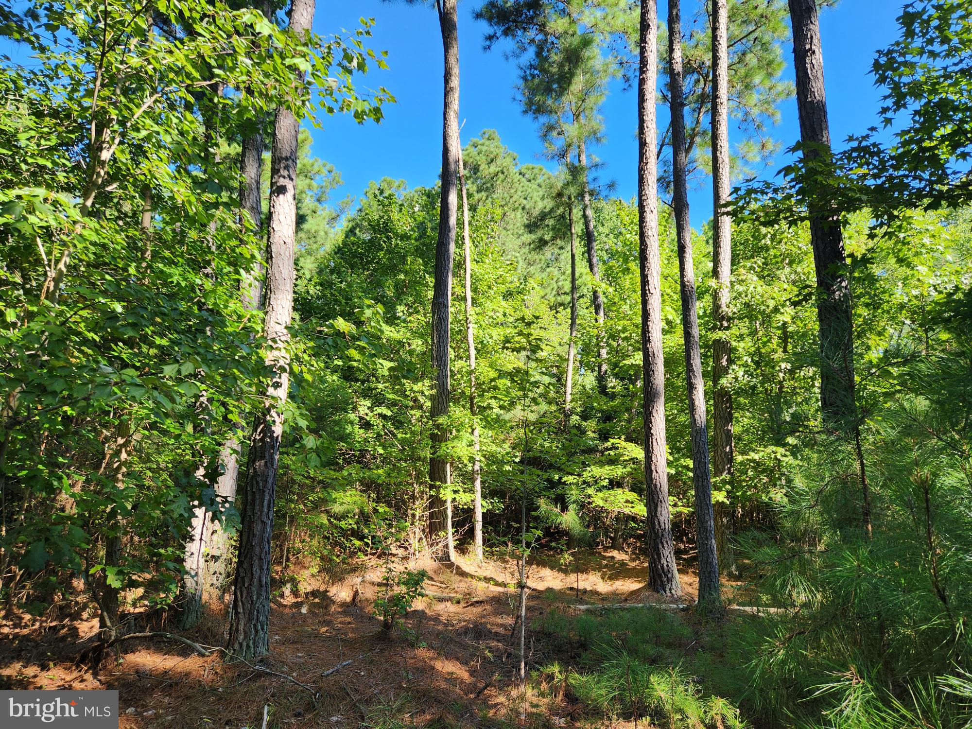 Fresh Pond Neck Road Scotland, MD 20687 - Photo 7 of 10