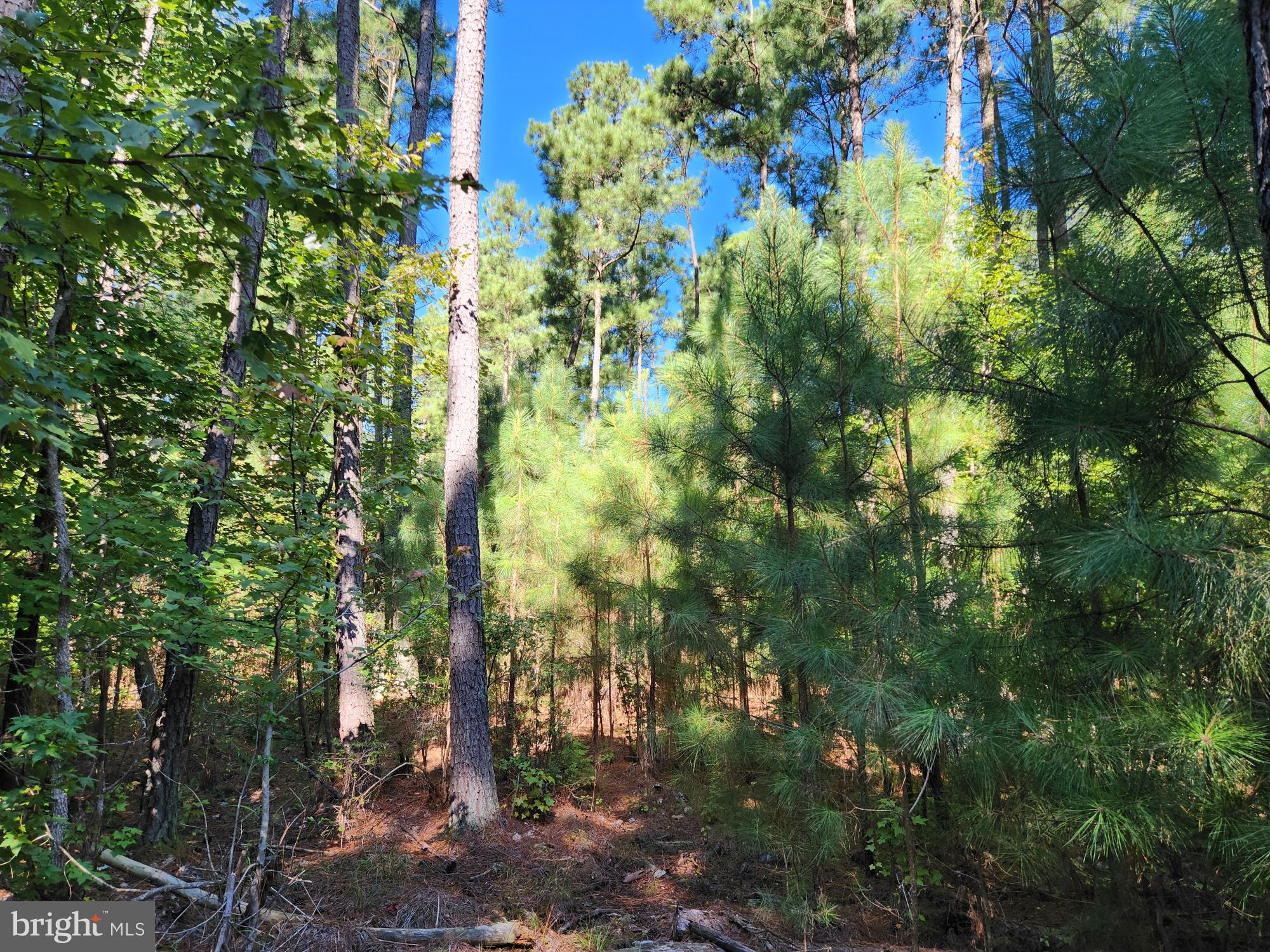 Fresh Pond Neck Road Scotland, MD 20687 - Photo 8 of 10