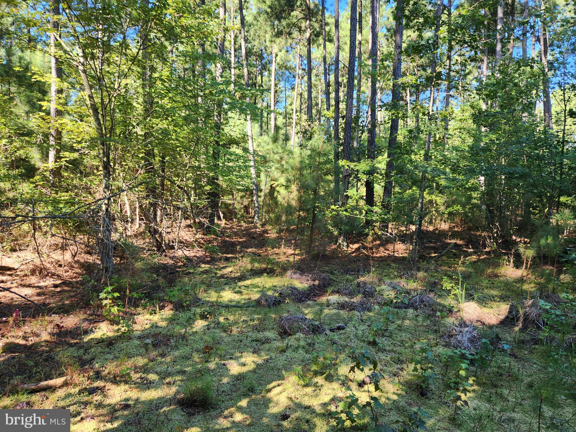 Fresh Pond Neck Road Scotland, MD 20687 - Photo 9 of 10 a view of a tree with a tree