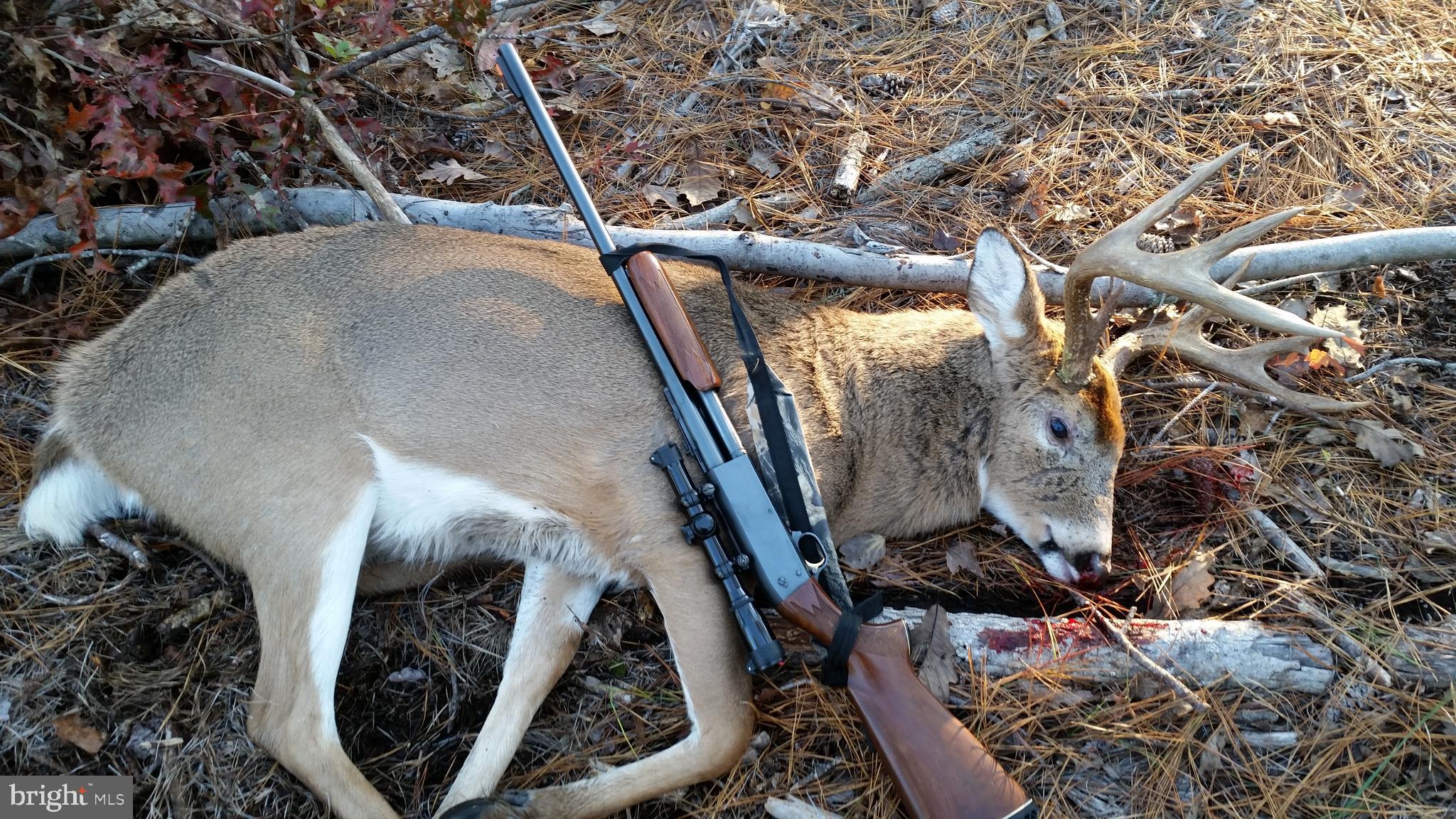 Fresh Pond Neck Road Scotland, MD 20687 - Photo 10 of 10 a view of entryway