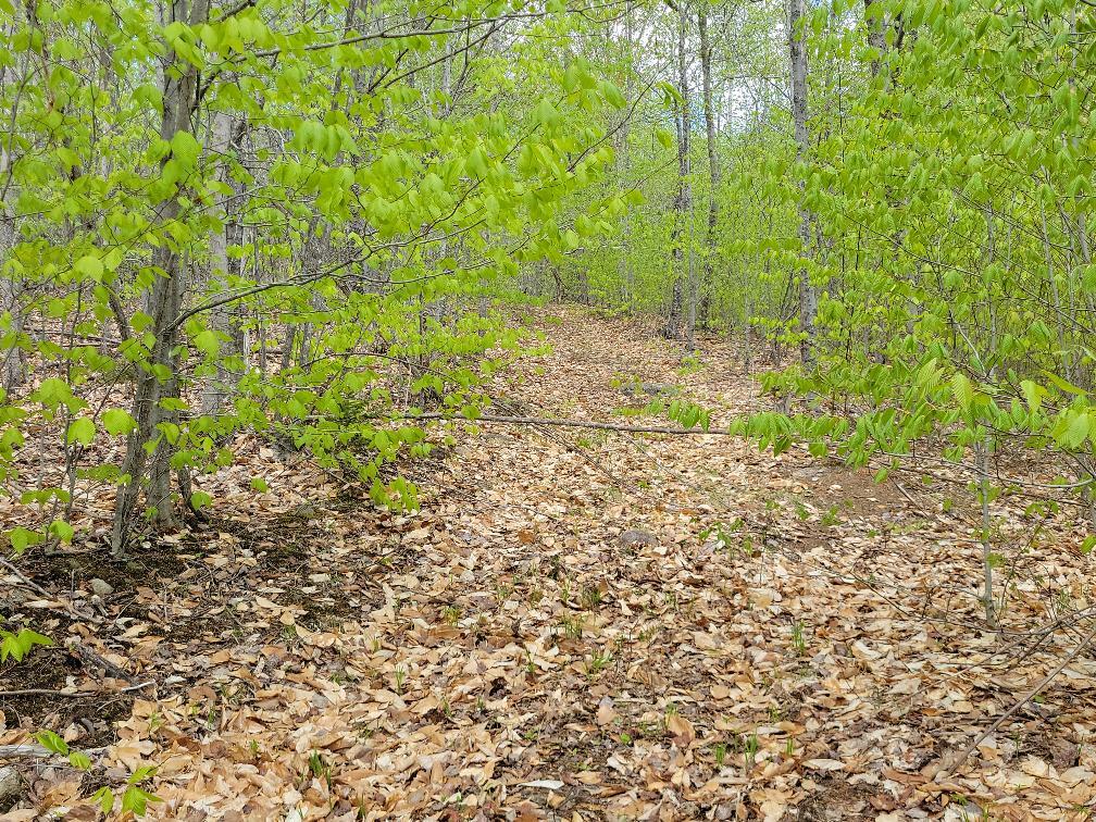 Lot 11 Swift River Road Byron, ME 04275 - Photo 33 of 72 photo_75546d80-82ed-49ee-9da5-398c58820f