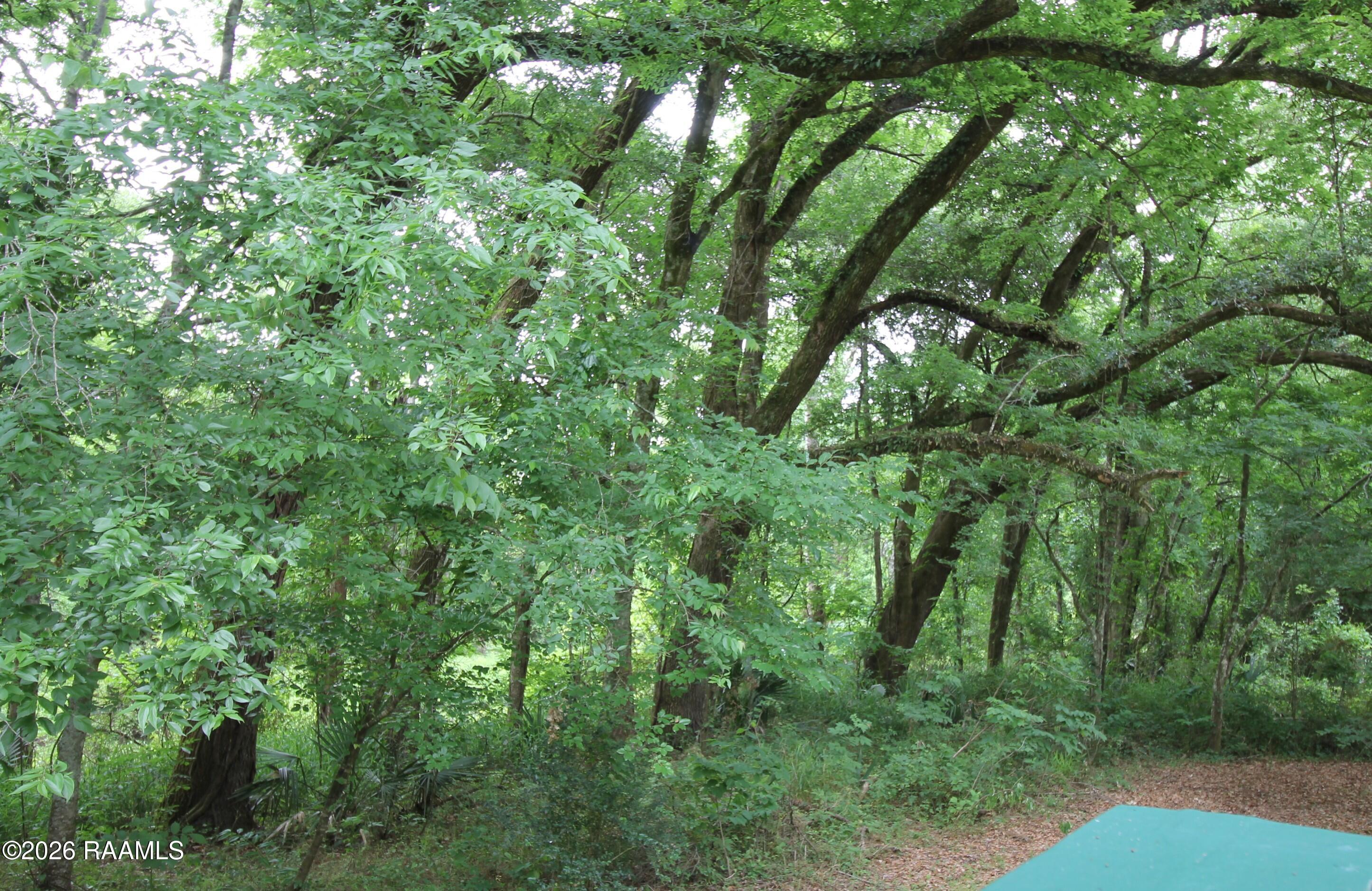 320 Frozard Road Arnaudville, LA 70512 - Photo 30 of 33 bayou tree line
