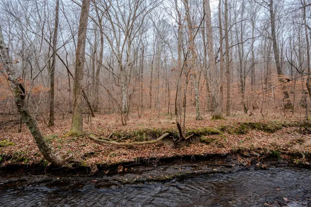 a view of a backyard with large trees