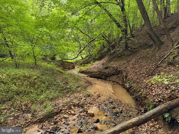 a view of a forest with a tree