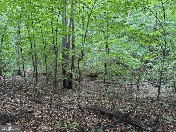 a view of a forest with large trees