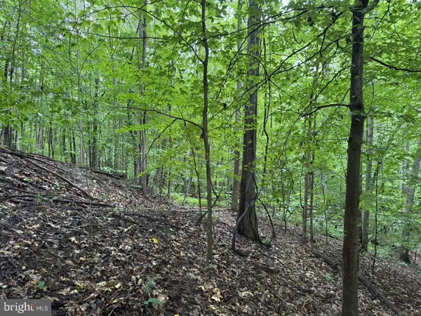 a view of a forest that has large trees