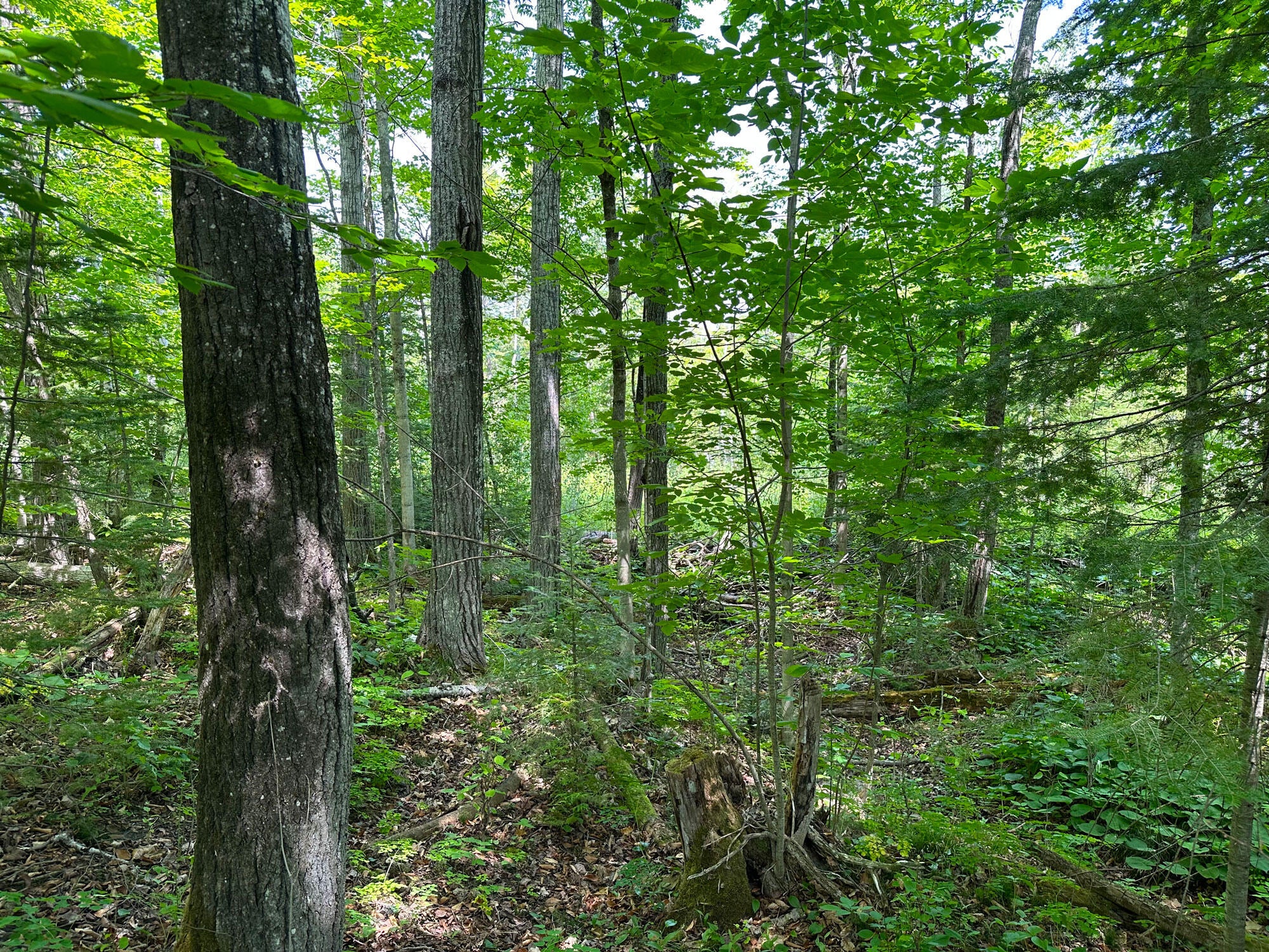 1363 Cheeseman Road St. Ignace, MI 49781 - Photo 9 of 35 Gallery Image 9