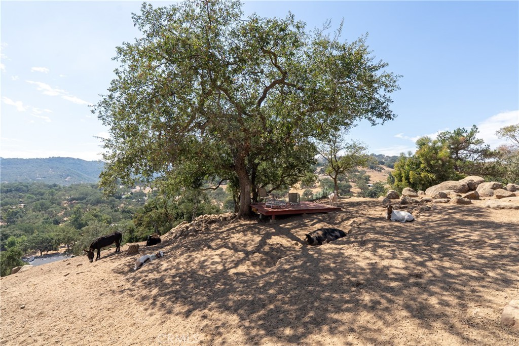 7215 San Gabriel Road Atascadero, CA 93422 - Photo 62 of 74 a view of a forest filled with trees