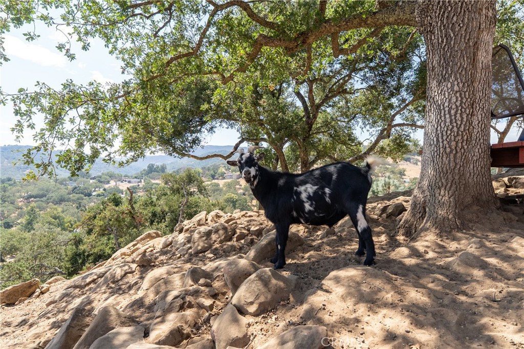7215 San Gabriel Road Atascadero, CA 93422 - Photo 64 of 74 a backyard of a house with table and chairs