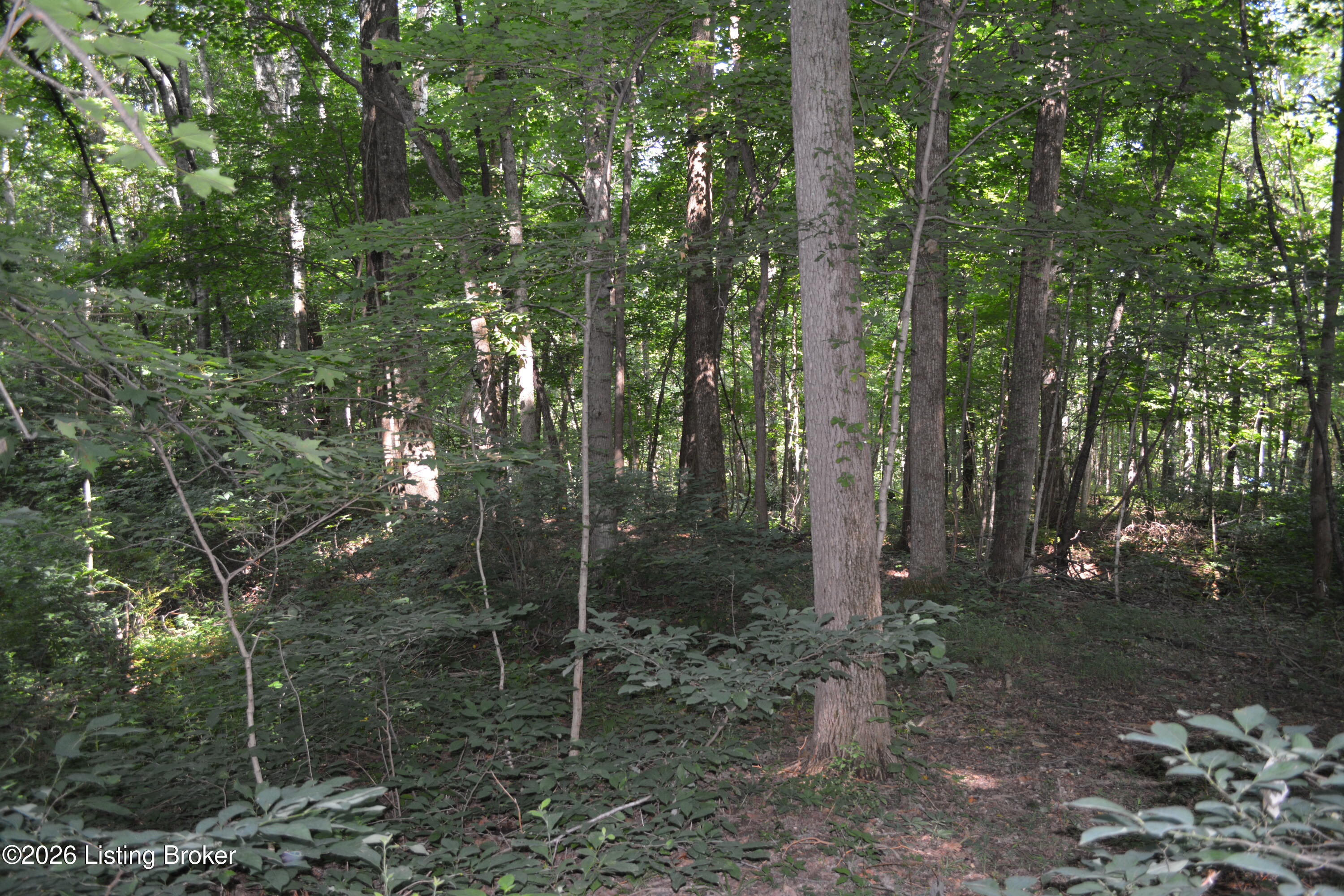 0 Bray Ridge Road Bedford, KY 40006 - Photo 16 of 34 DSC_6173