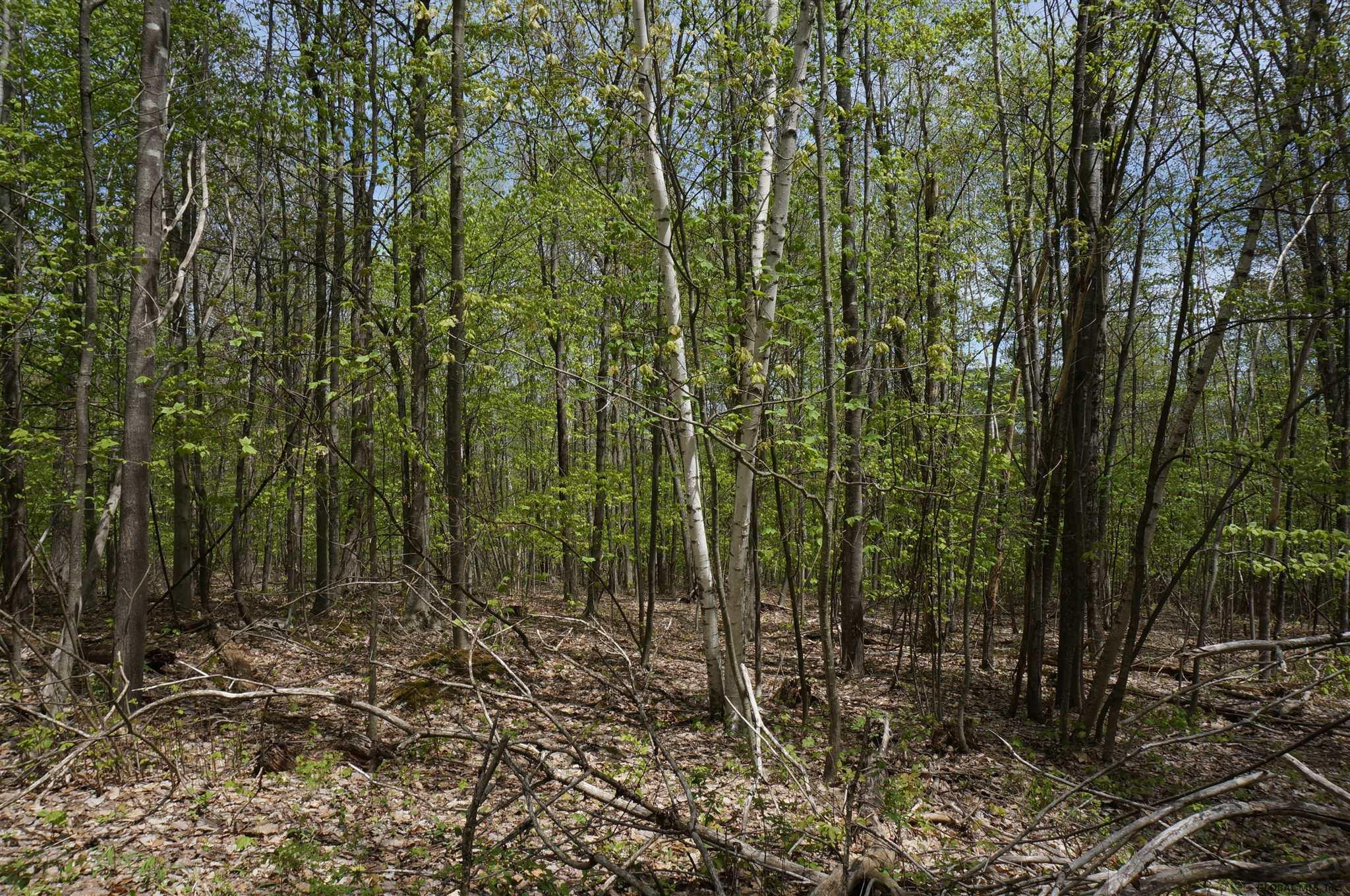 0 Patterson Hill Road Salem, NY 12865 - Photo 13 of 20 Photo 13