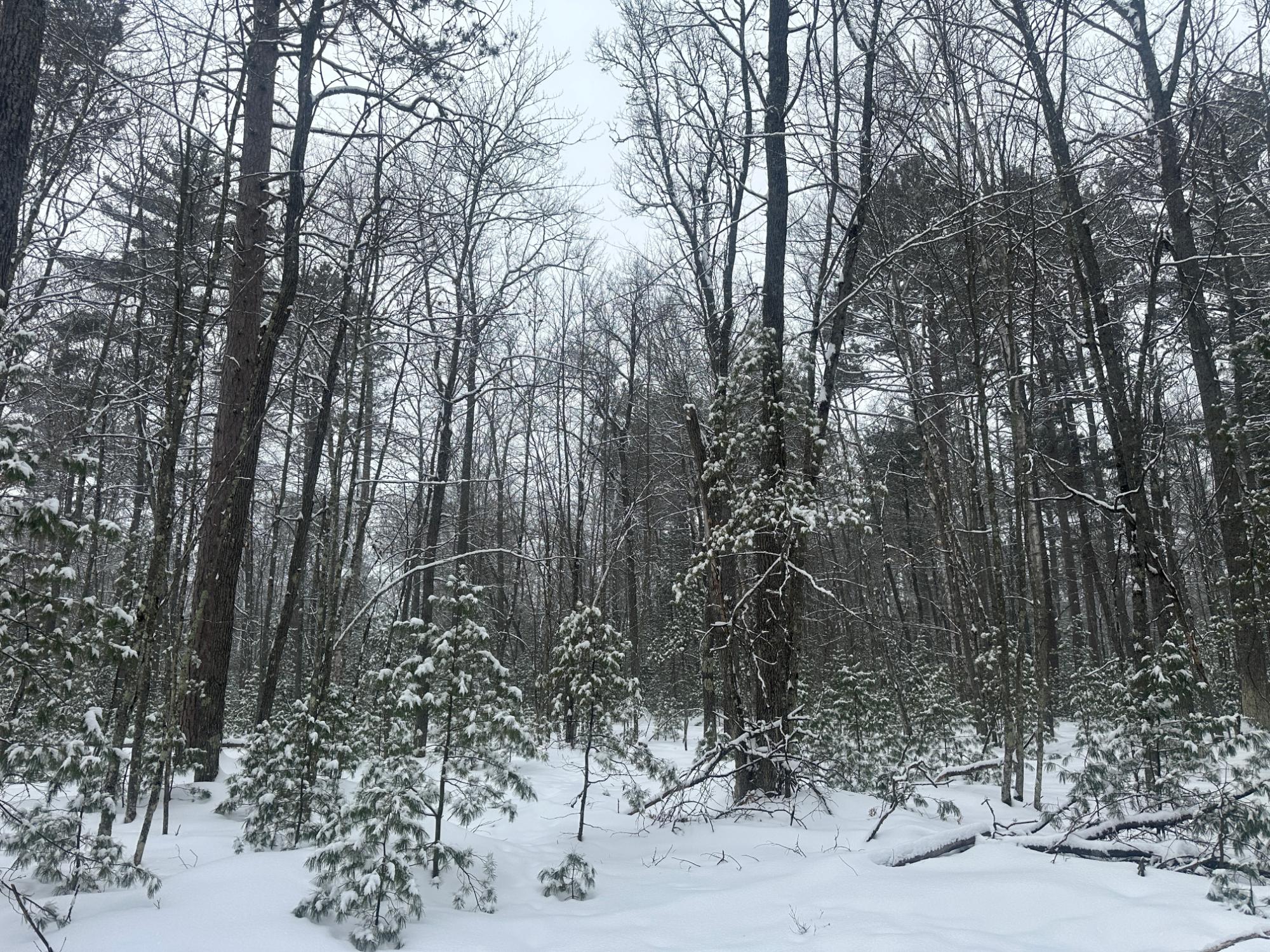 On Wakefield Lake Road, Unit LOT #24 St. Germain, WI 54558 - Photo 1 of 14 Gallery Image 1