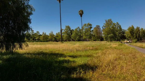 a view of a field with a tree in the background