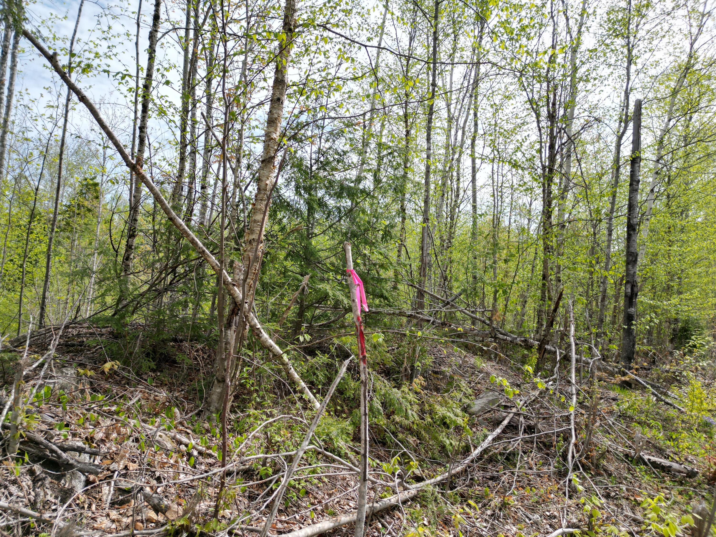 Lot 3 Moores Road Springfield, ME 04487 - Photo 6 of 12 DJI_0455
