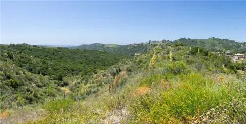 a view of a forest with a street