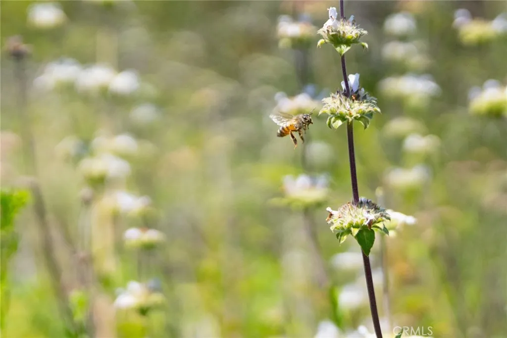 0 Chris Trabuco Canyon Trabuco Canyon, CA 92679 - Photo 38 of 58 a view of a flower