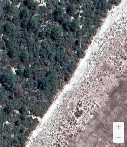 a view of a yard with plants and flowers