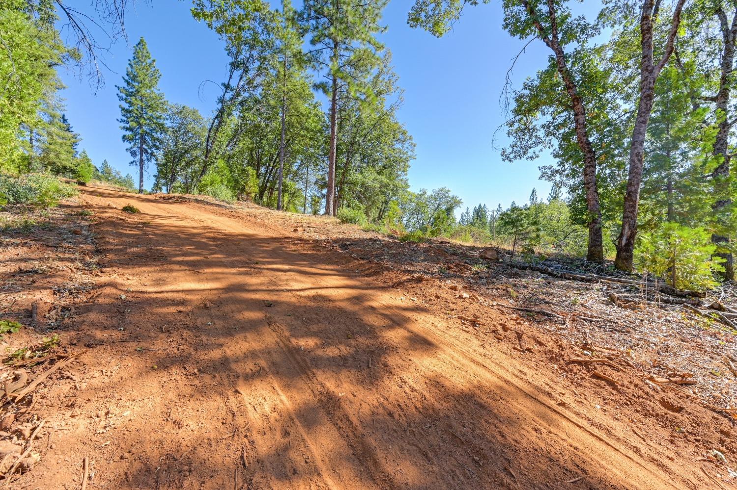 15722 Lower Colfax Road Grass Valley, CA 95945 - Photo 13 of 24 a view of a yard with plants and trees