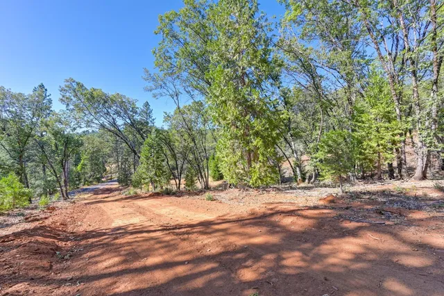 a view of a yard with plants and trees