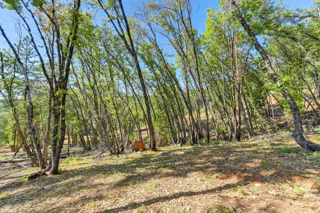 a view of a yard with a tree