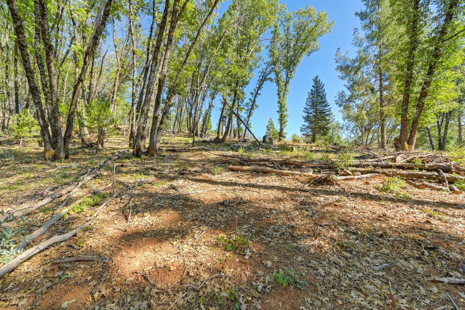 15722 Lower Colfax Road Grass Valley, CA 95945 - Photo 23 of 24 a view of a yard with a tree