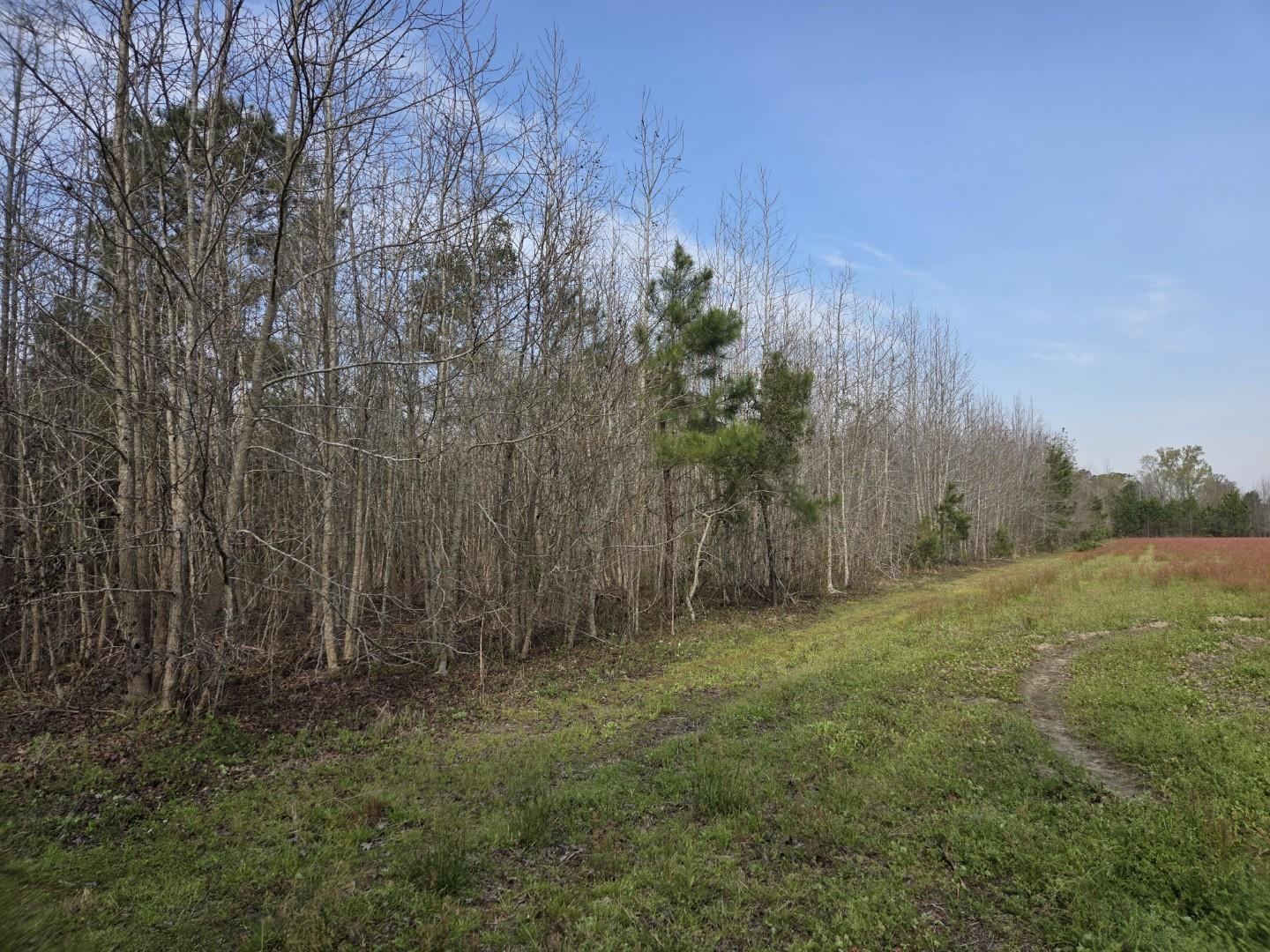 Tbd Hubcap Road Kingstree, SC 29556 - Photo 5 of 5