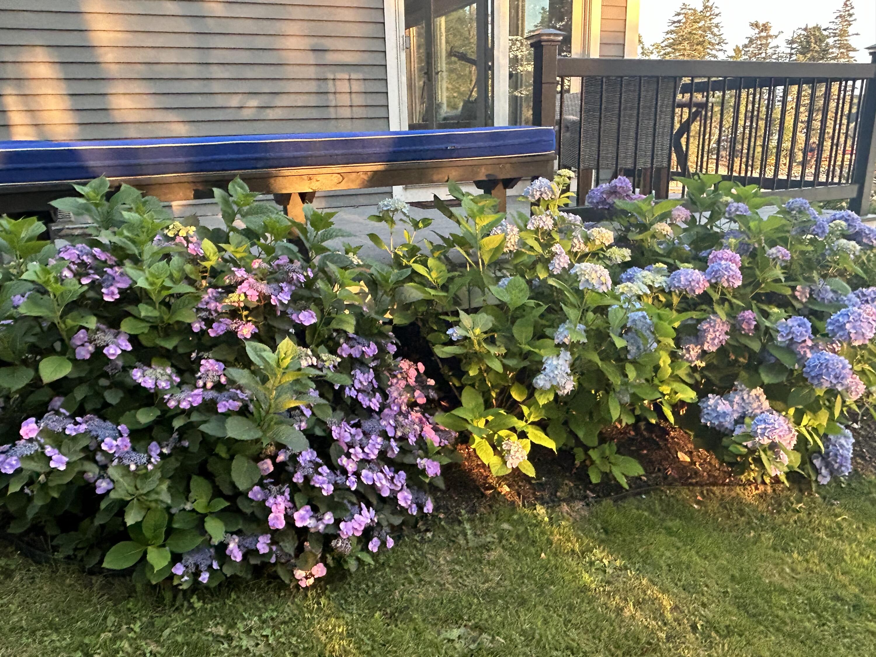 5 Littledog Path South Thomaston, ME 04858 - Photo 61 of 90 Side Hydrangeas