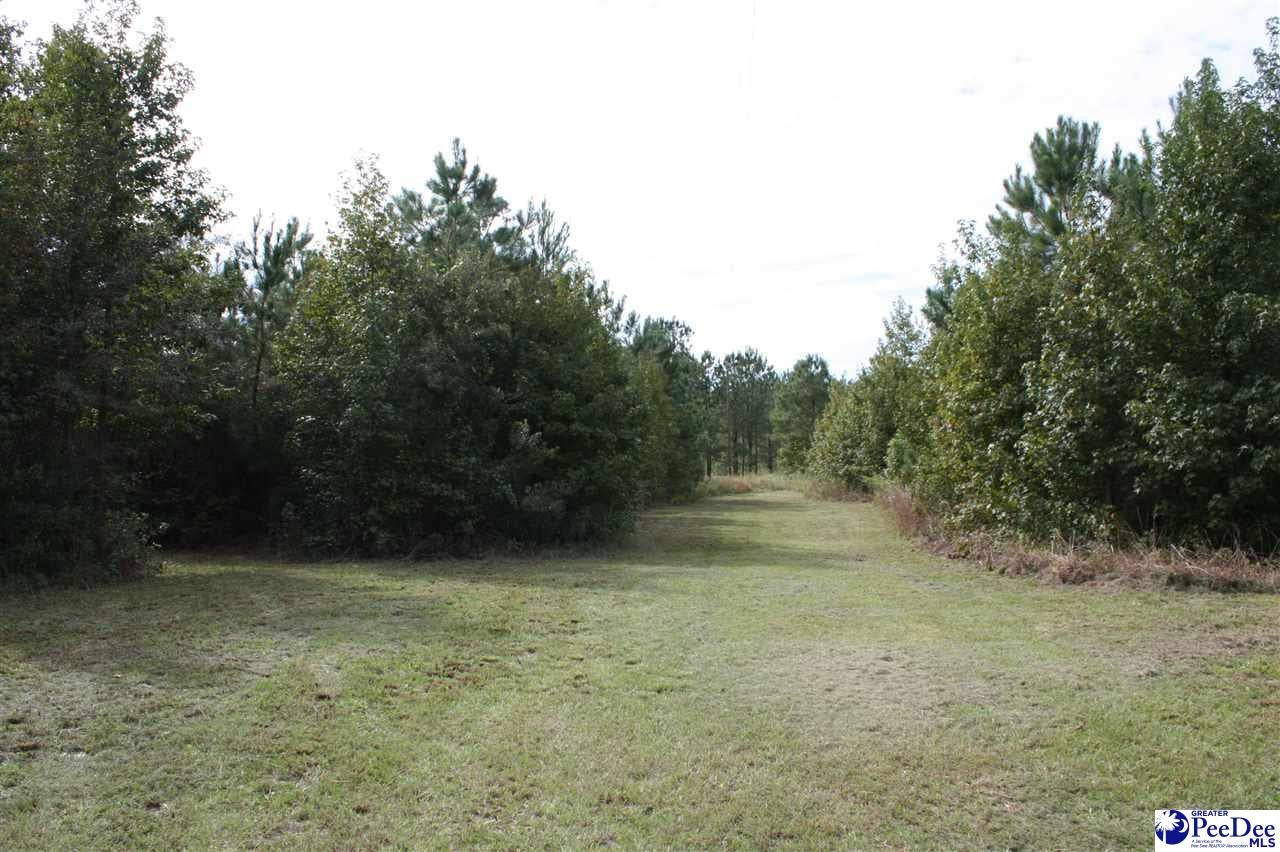 0 Sand Pit Road Johnsonville, SC 29555 - Photo 1 of 1 Gallery Image 1