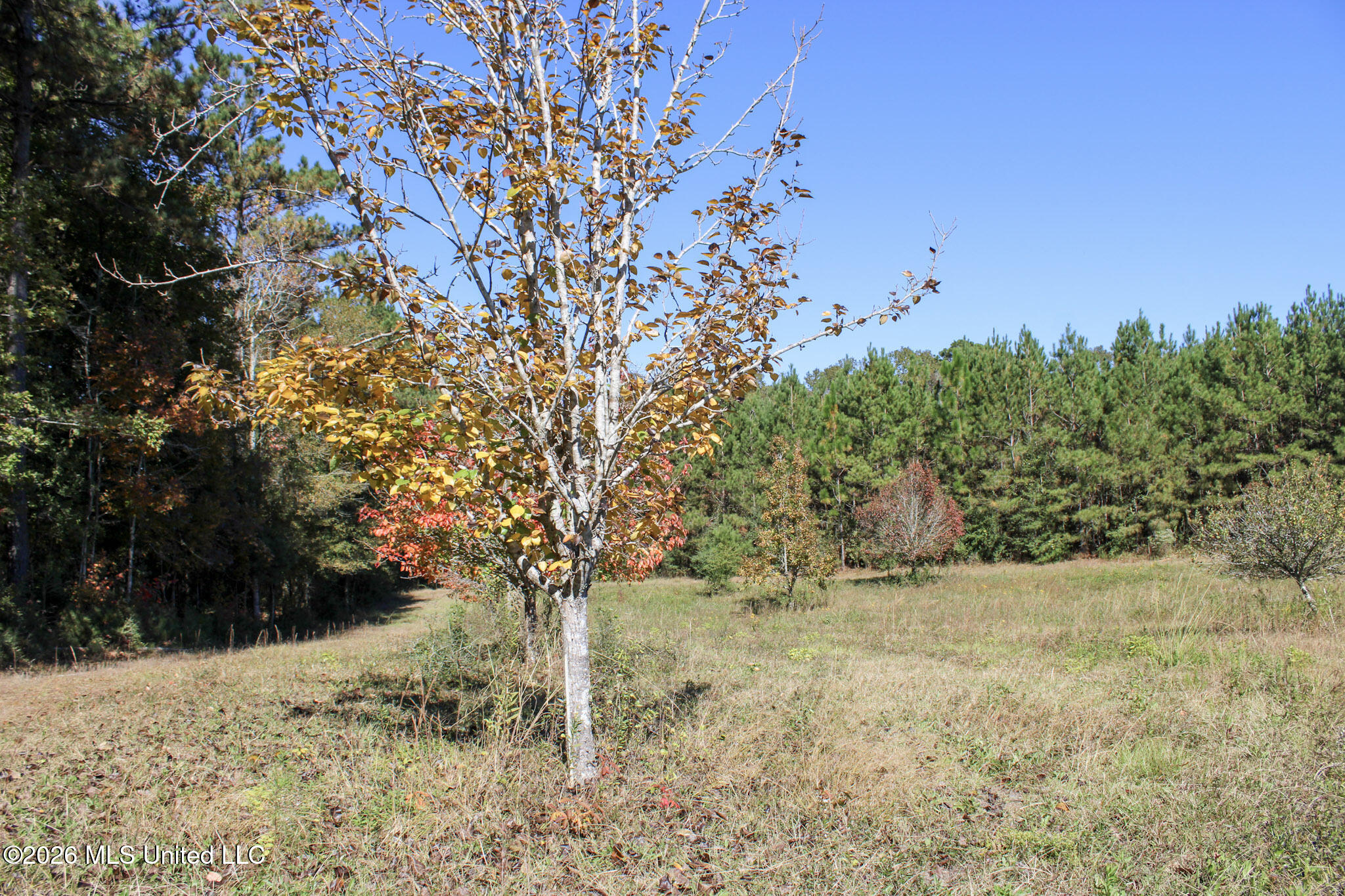2108 Joel Lang Road McComb, MS 39648 - Photo 83 of 87 81-IMG_0554