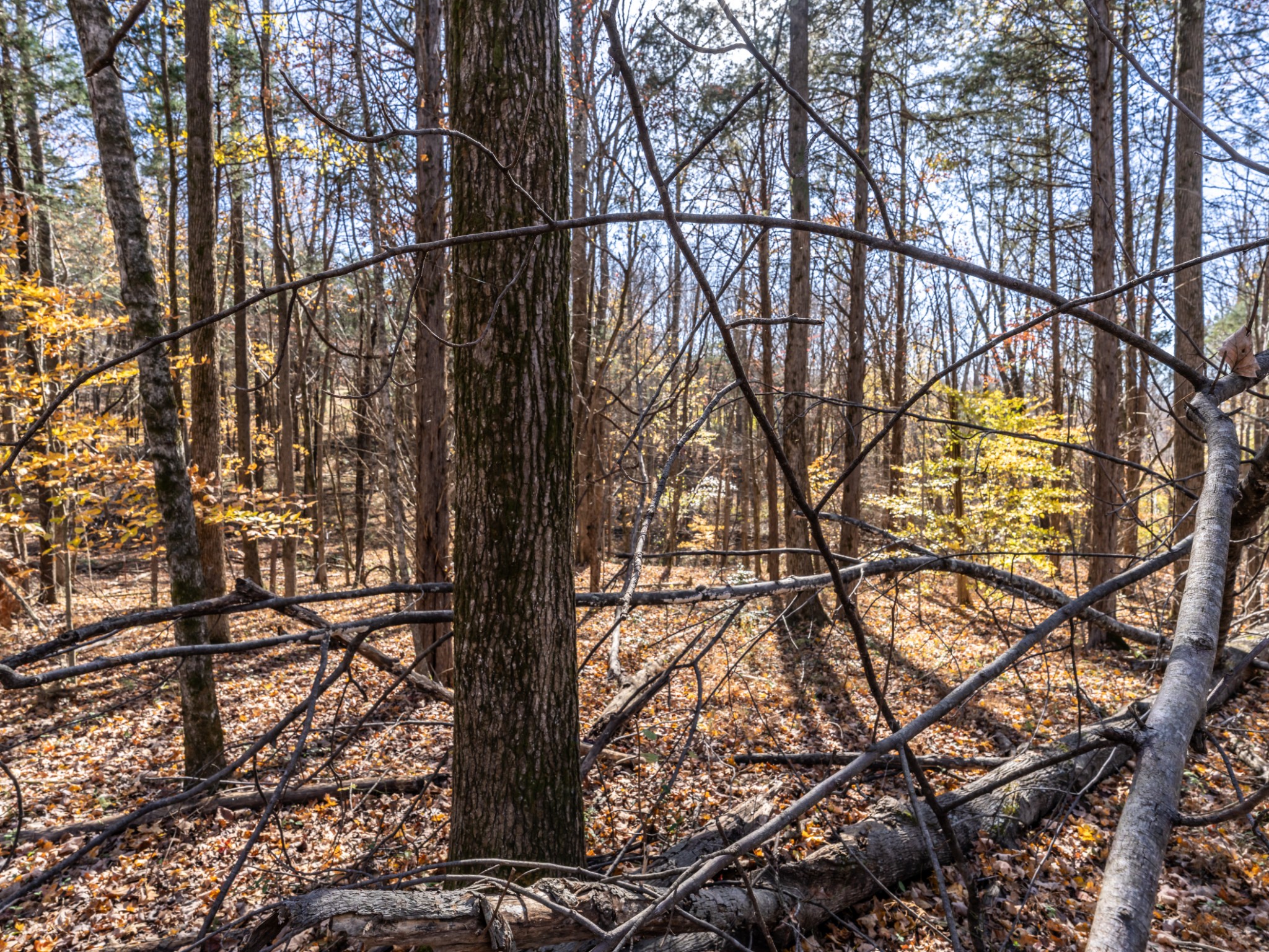 0 Adcock Road Ashland City, TN 37015 - Photo 17 of 18