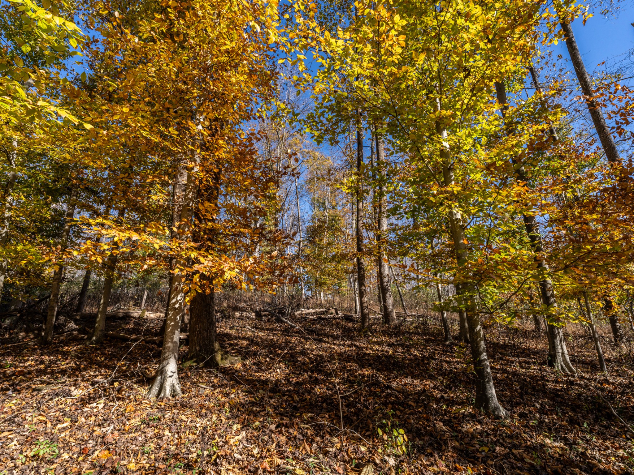 0 Adcock Road Ashland City, TN 37015 - Photo 4 of 18