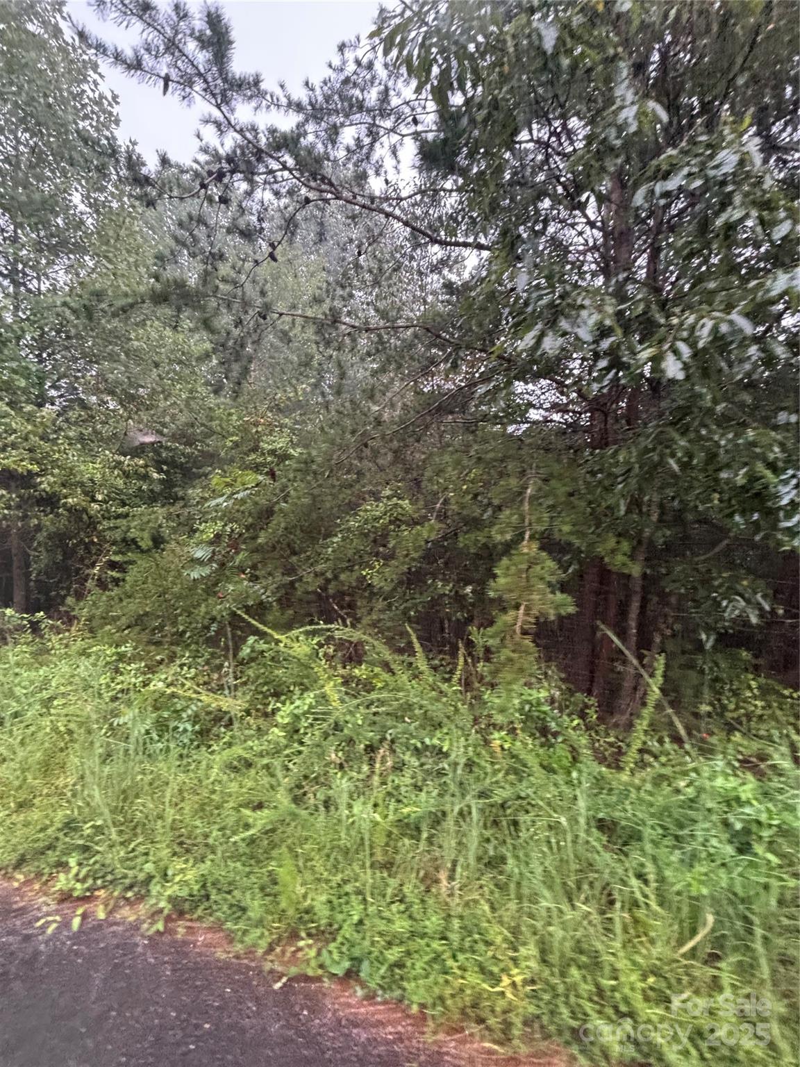 a view of a forest with a tree