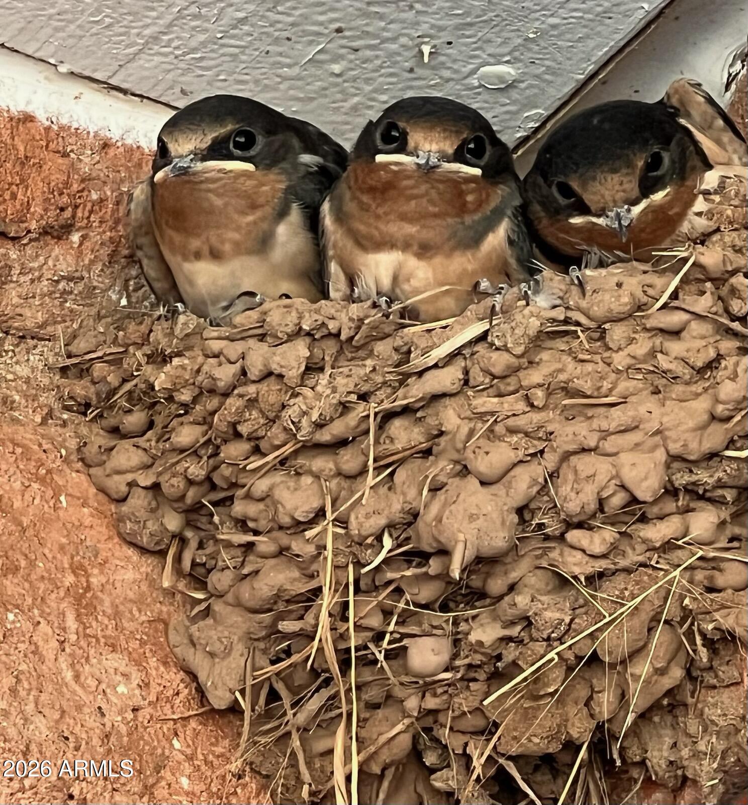 6830 North Frontier Road McNeal, AZ 85617 - Photo 36 of 46 Patio swallows