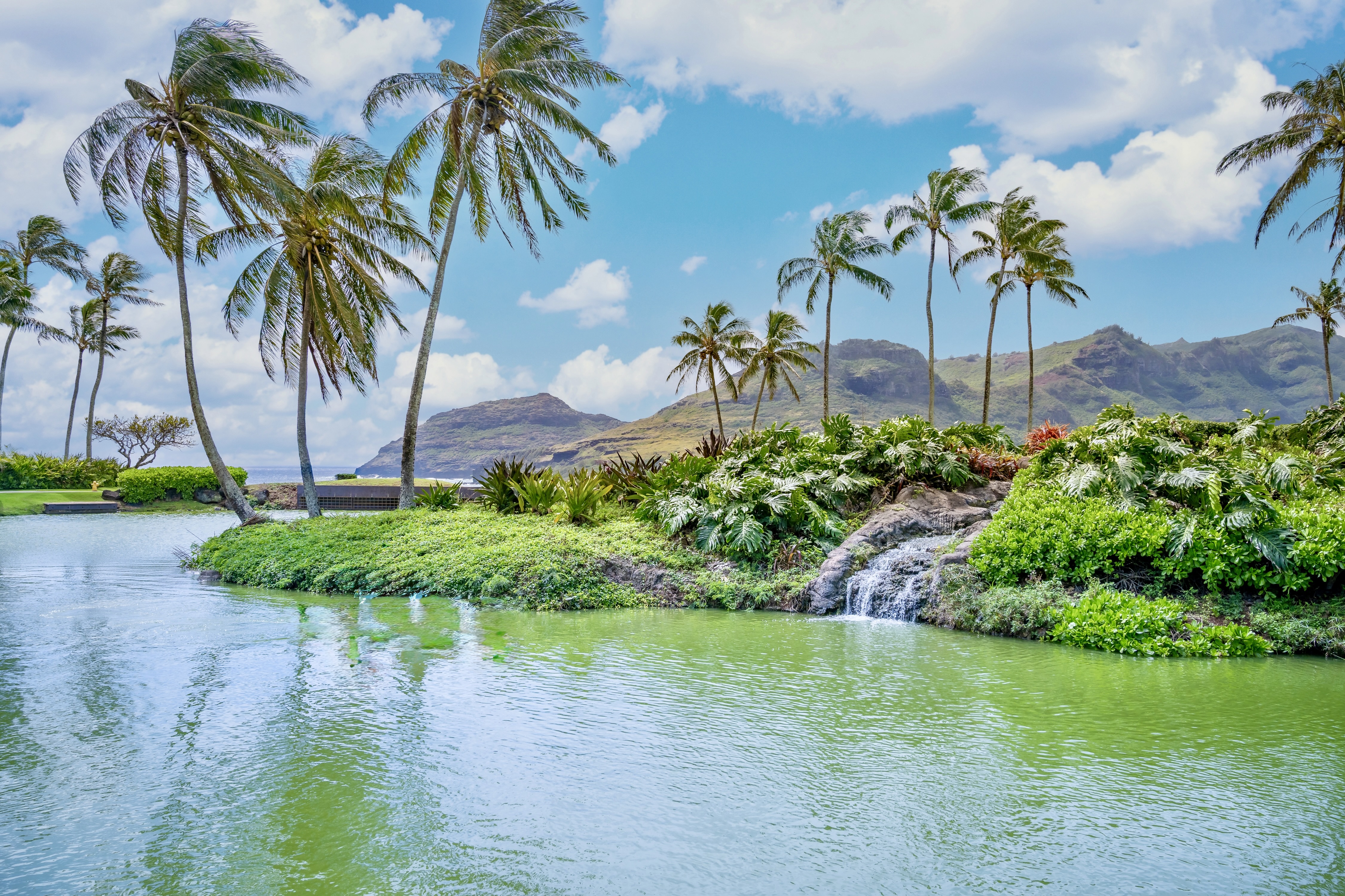 3770 Alaoli Way, Unit 3003 Lihue, HI 96766 - Photo 6 of 30 a view of a garden with a palm tree