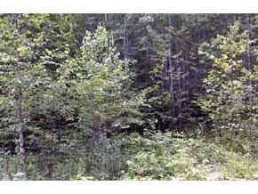 0 Ramble On Road Whitefield, NH 03598 - Photo 2 of 2