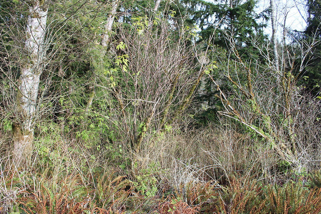 146960 Pike Road Tillamook, OR 97141 - Photo 5 of 5 IMG_4981rs