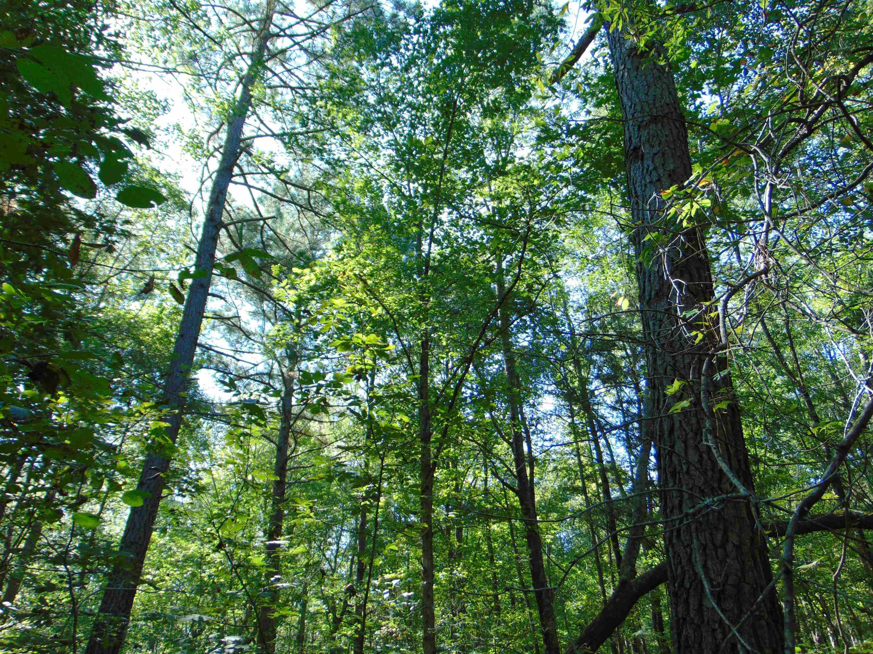 Noel Tuck Road Oxford, NC 27565 - Photo 15 of 34 Photo 15