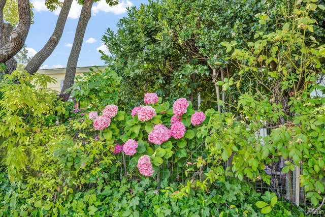 a view of a flower in a garden