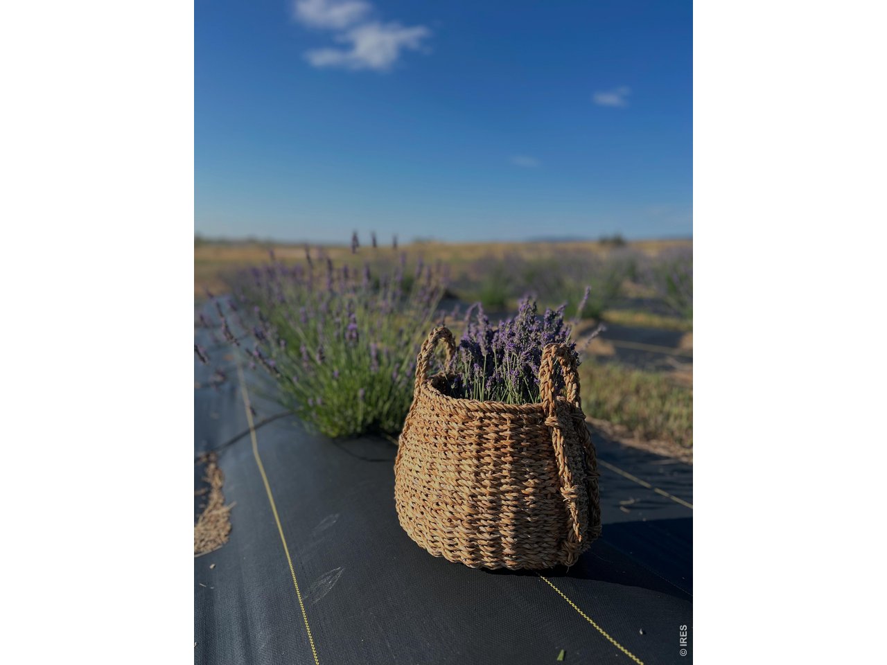 10320 Miners Lake Road Fort Collins, CO 80524 - Photo 39 of 44 Well established lavender field