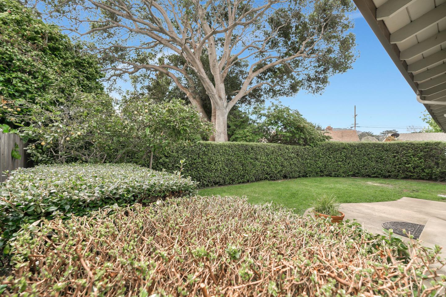 26419 Oliver Road Carmel, CA 93923 - Photo 29 of 35 a view of a yard with an trees