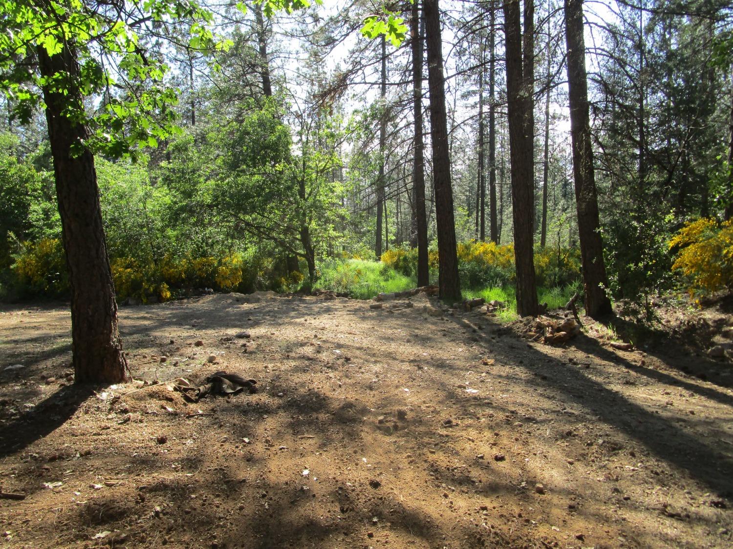 16289 Badger Hill Road Nevada City, CA 95959 - Photo 3 of 10 a view of a forest with trees